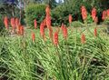 red Garden Flowers Red hot poker, Torch Lily, Tritoma, Kniphofia Photo, cultivation and description, characteristics and growing