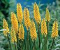 yellow Garden Flowers Red hot poker, Torch Lily, Tritoma, Kniphofia Photo, cultivation and description, characteristics and growing
