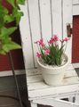 ピンク 庭の花 赤い星、バラ色の花束, Rhodohypoxis フォト, 栽培 と 説明, 特性 と 成長