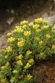 yellow Garden Flowers Rhodiola, Roseroot, Sedum, Leedy's Roseroot, Stonecrop Photo, cultivation and description, characteristics and growing