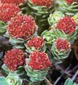 red Garden Flowers Rhodiola, Roseroot, Sedum, Leedy's Roseroot, Stonecrop Photo, cultivation and description, characteristics and growing