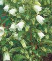 bela Vrtno Cvetje Obroč Zvončica, Symphyandra hofmannii fotografija, gojenje in opis, značilnosti in rast