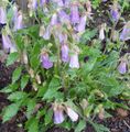 liliac Gradina Flori Ringflower, Symphyandra  wanneri fotografie, cultivare și descriere, caracteristici și în creștere