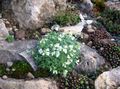 white Garden Flowers Rock cress, Arabis Photo, cultivation and description, characteristics and growing