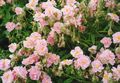 pink Garden Flowers Rock rose, Helianthemum Photo, cultivation and description, characteristics and growing