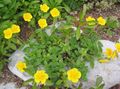 yellow Garden Flowers Rock rose, Helianthemum Photo, cultivation and description, characteristics and growing