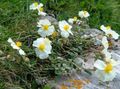 white Garden Flowers Rock rose, Helianthemum Photo, cultivation and description, characteristics and growing