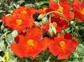 red Garden Flowers Rock rose, Helianthemum Photo, cultivation and description, characteristics and growing