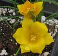 galben Gradina Flori Romulea fotografie, cultivare și descriere, caracteristici și în creștere