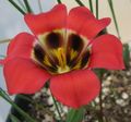 roșu Gradina Flori Romulea fotografie, cultivare și descriere, caracteristici și în creștere