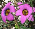 roz Gradina Flori Romulea fotografie, cultivare și descriere, caracteristici și în creștere