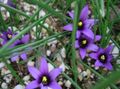 svijetlo plava Vrtne Cvjetovi Romulea Foto, uzgajanje i opis, karakteristike i uzgoj