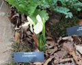 white Garden Flowers Roscoea Photo, cultivation and description, characteristics and growing
