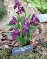 purple Garden Flowers Roscoea Photo, cultivation and description, characteristics and growing