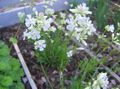 blanco Flores de jardín Rosa De Los Cielos, Viscaria, Silene coeli-rosa Foto, cultivo y descripción, características y cultivación