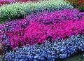 azul claro Flores de jardín Rosa De Los Cielos, Viscaria, Silene coeli-rosa Foto, cultivo y descripción, características y cultivación