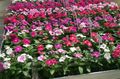 rózsaszín Kerti Virágok Rózsa Télizöld, Cayenne Jázmin, Madagaszkár Télizöld, Vénlány, Vinca, Catharanthus roseus = Vinca rosea fénykép, termesztés és leírás, jellemzők és növekvő