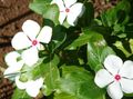 white Garden Flowers Rose Periwinkle, Cayenne Jasmine, Madagascar Periwinkle, Old Maid, Vinca, Catharanthus roseus = Vinca rosea Photo, cultivation and description, characteristics and growing