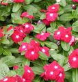 red Garden Flowers Rose Periwinkle, Cayenne Jasmine, Madagascar Periwinkle, Old Maid, Vinca, Catharanthus roseus = Vinca rosea Photo, cultivation and description, characteristics and growing