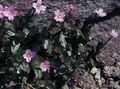 ροζ Λουλούδια κήπου Πικροδάφνη Willowherb, Epilobium φωτογραφία, καλλιέργεια και περιγραφή, χαρακτηριστικά και φυτοκομεία