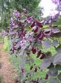 leylak Bahçe Çiçekleri Yakut Kızdırma Sümbül Fasulye, Dolichos lablab, Lablab purpureus fotoğraf, yetiştirme ve tanım, özellikleri ve büyüyen
