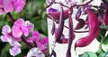 pink Garden Flowers Ruby Glow Hyacinth Bean, Dolichos lablab, Lablab purpureus Photo, cultivation and description, characteristics and growing