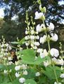 white Garden Flowers Ruby Glow Hyacinth Bean, Dolichos lablab, Lablab purpureus Photo, cultivation and description, characteristics and growing