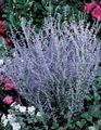Photo Russian Sage description, characteristics and growing