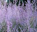 lilac Garden Flowers Russian Sage, Perovskia atriplicifolia Photo, cultivation and description, characteristics and growing
