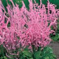 pink Garden Flowers Russian Statice, Pink Pokers, Suworow Statice, Psylliostachys suworowii Photo, cultivation and description, characteristics and growing