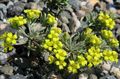 yellow Garden Flowers Rydberg Twinpod, Double Bladderpod, Physaria Photo, cultivation and description, characteristics and growing