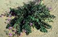 розов Градински цветове Пясък Върбинка, Abronia снимка, отглеждане и описание, характеристики и култивиране