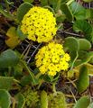 gul Have Blomster Sand Verbena, Abronia Foto, dyrkning og beskrivelse, egenskaber og voksende