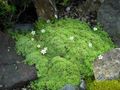 white Garden Flowers Sandwort, Minuartia Photo, cultivation and description, characteristics and growing