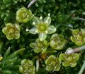 groen Tuin Bloemen Sandwort, Minuartia foto, teelt en beschrijving, karakteristieken en groeiend