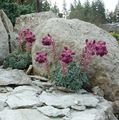 burgundy Garden Flowers Saxifraga Photo, cultivation and description, characteristics and growing