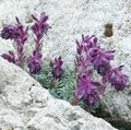 purple Garden Flowers Saxifraga Photo, cultivation and description, characteristics and growing