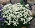 biały Ogrodowe Kwiaty Saxifrage (Saksifraga), Saxifraga zdjęcie, uprawa i opis, charakterystyka i hodowla