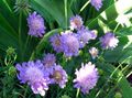 liliac Scabiosa, Floare Pincushion fotografie, cultivare și descriere, caracteristici și în creștere