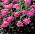 roz Scabiosa, Floare Pincushion fotografie, cultivare și descriere, caracteristici și în creștere