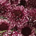 burgundia Scabiosa, Floare Pincushion fotografie, cultivare și descriere, caracteristici și în creștere
