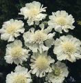 balts Scabiosa, Adatu Spilventiņš Zieds Foto, audzēšana un apraksts, raksturlielumi un augošs