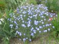 light blue Scarlet Flax, Red Flax, Flowering Flax, Linum grandiflorum Photo, cultivation and description, characteristics and growing