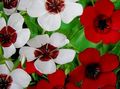 fehér Skarlát Len, Piros Len, Virágos Len, Linum grandiflorum fénykép, termesztés és leírás, jellemzők és növekvő