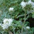 white Garden Flowers Scarlet Monardella, Hummingbird Coyote Mint Photo, cultivation and description, characteristics and growing