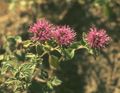 red Garden Flowers Scarlet Monardella, Hummingbird Coyote Mint Photo, cultivation and description, characteristics and growing
