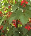 red Garden Flowers Scarlet Runner Bean, Scarlet Conqueror, Fire Bean, Mammoth, Red Gian, Phaseolus coccineus Photo, cultivation and description, characteristics and growing