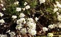 white Garden Flowers Schivereckia Photo, cultivation and description, characteristics and growing