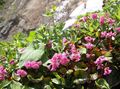 rosa Trädgårdsblommor Schizocodon Soldanelloides Fil, uppodling och beskrivning, egenskaper och odling