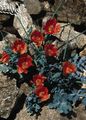 červená Záhradné kvety More Maku, Rohatý Mak, Glaucium fotografie, pestovanie a popis, vlastnosti a pestovanie